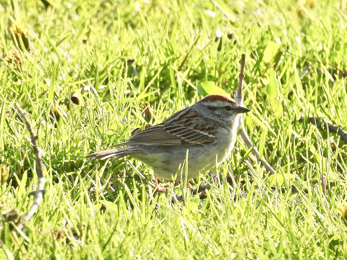 Chipping Sparrow - ML618591094