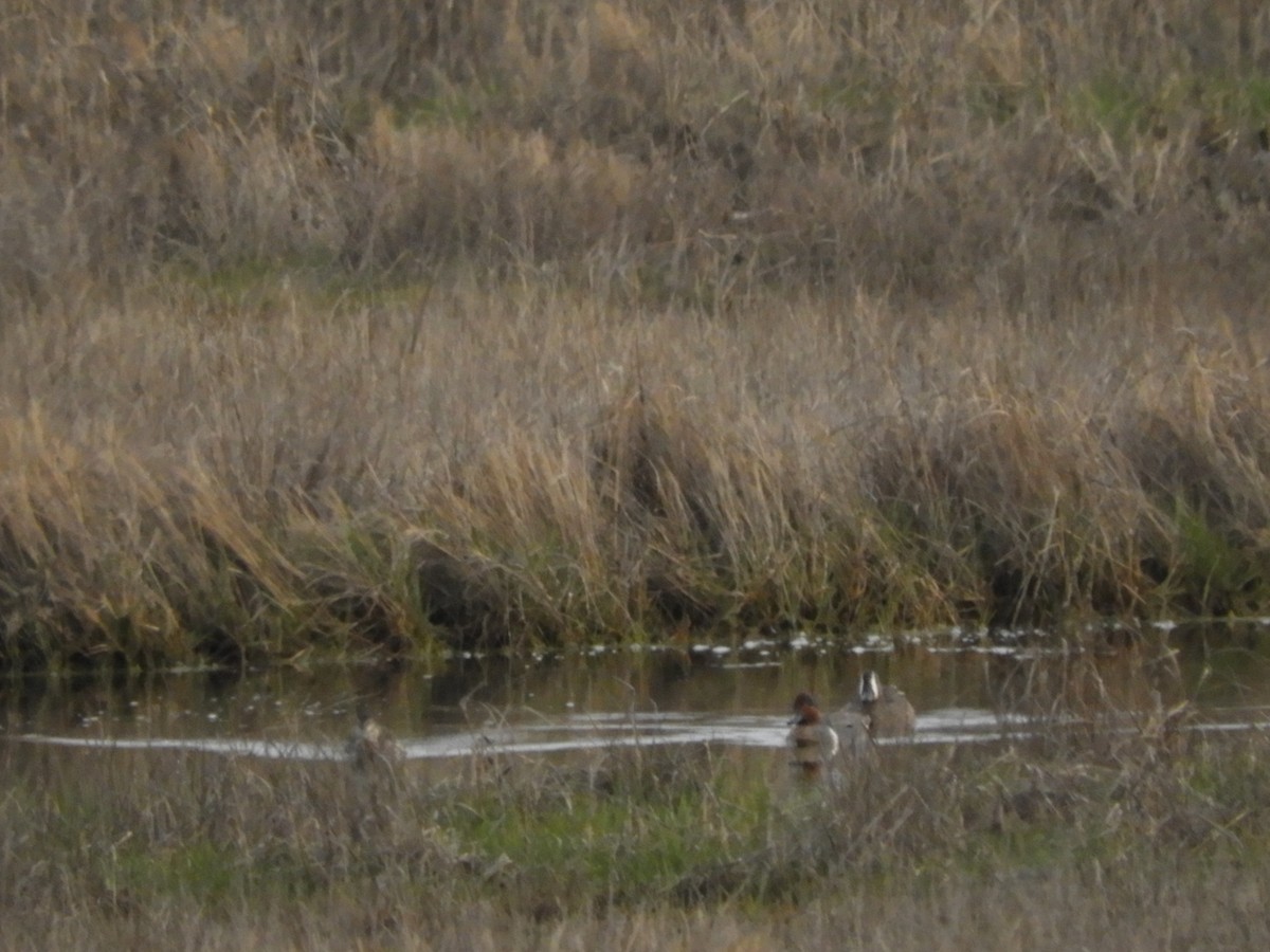 Blue-winged Teal - ML618591103