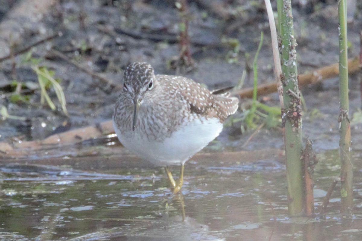 Solitary Sandpiper - ML618591104