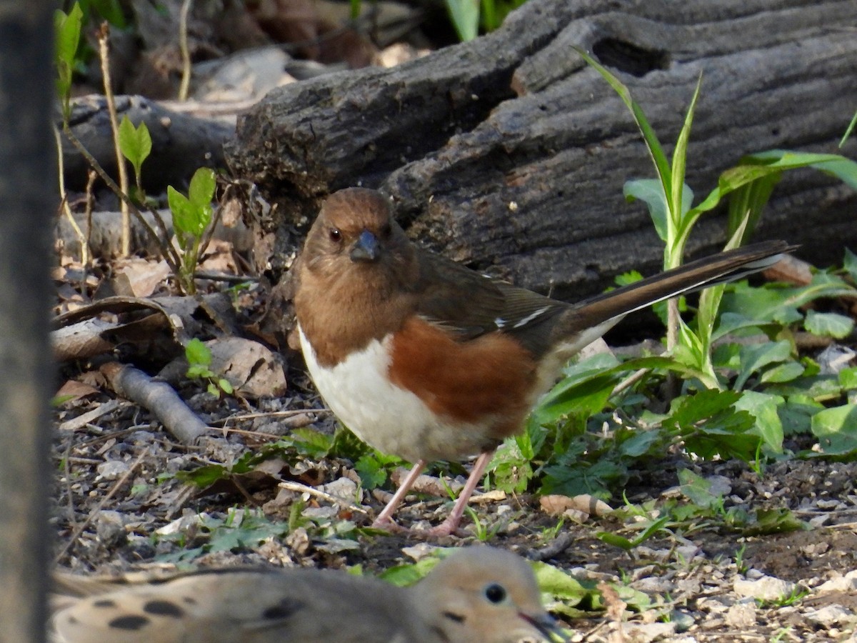 Eastern Towhee - ML618591121