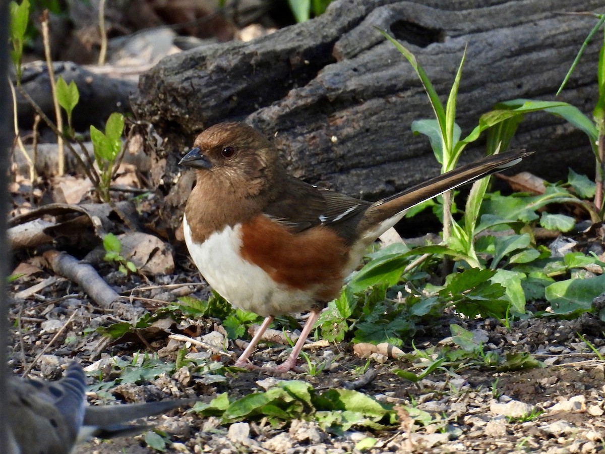 Eastern Towhee - ML618591122