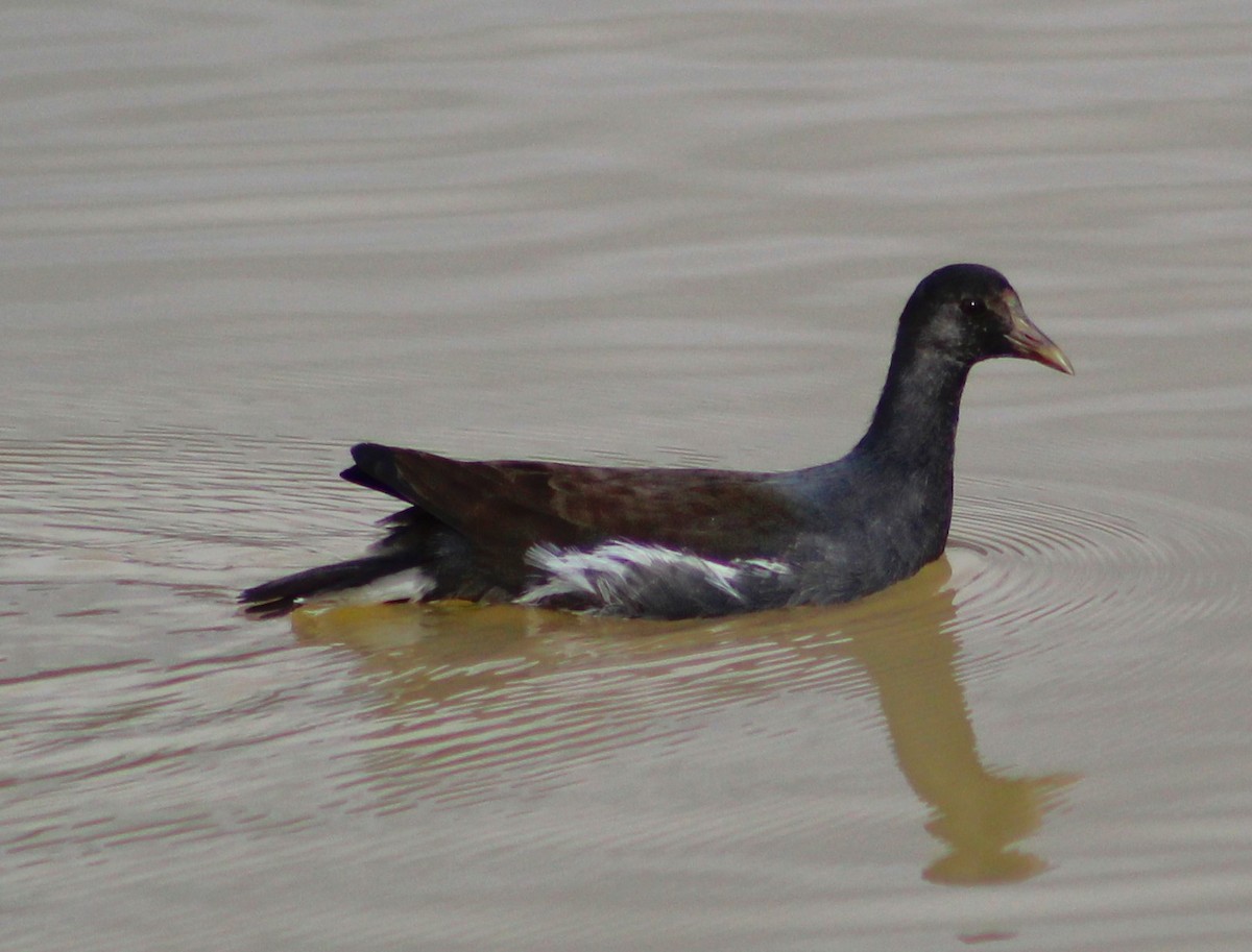 Common Gallinule - ML618591259