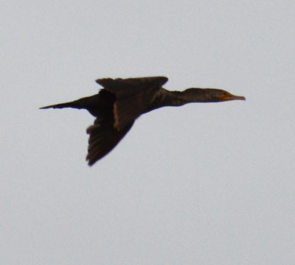 Double-crested Cormorant - Liz Almlie