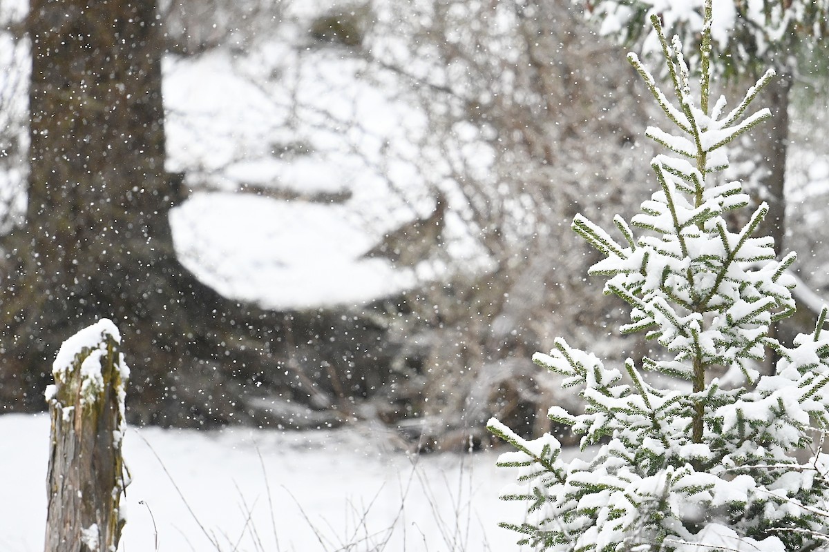 Chinese Grouse - ML618591275