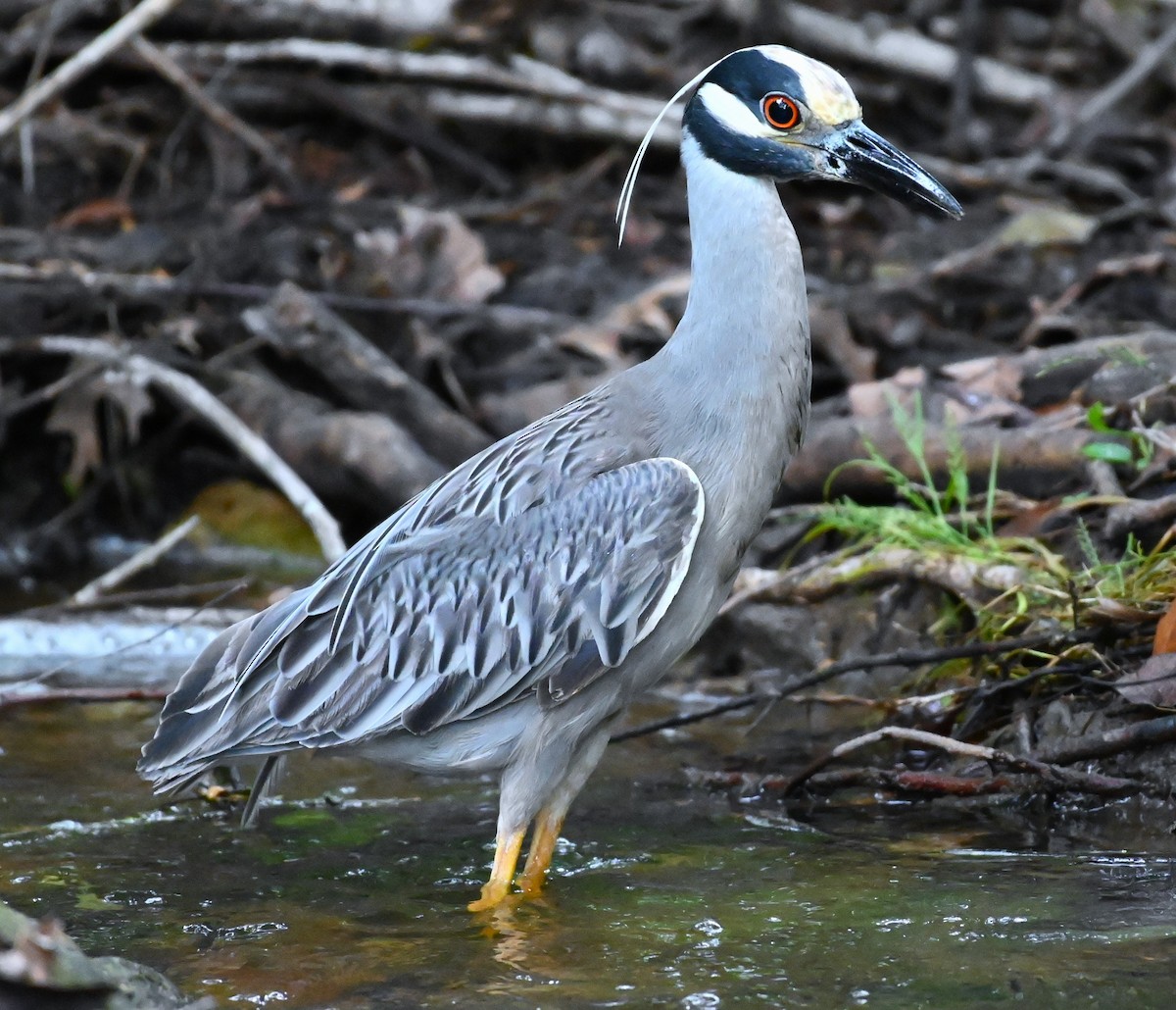 Yellow-crowned Night Heron - ML618591314