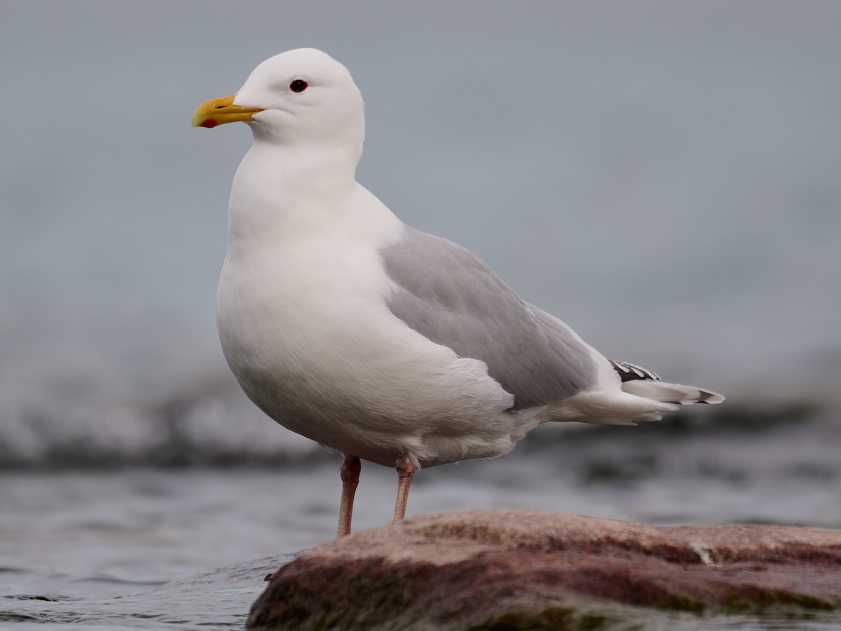 Gaviota Groenlandesa - ML618591326