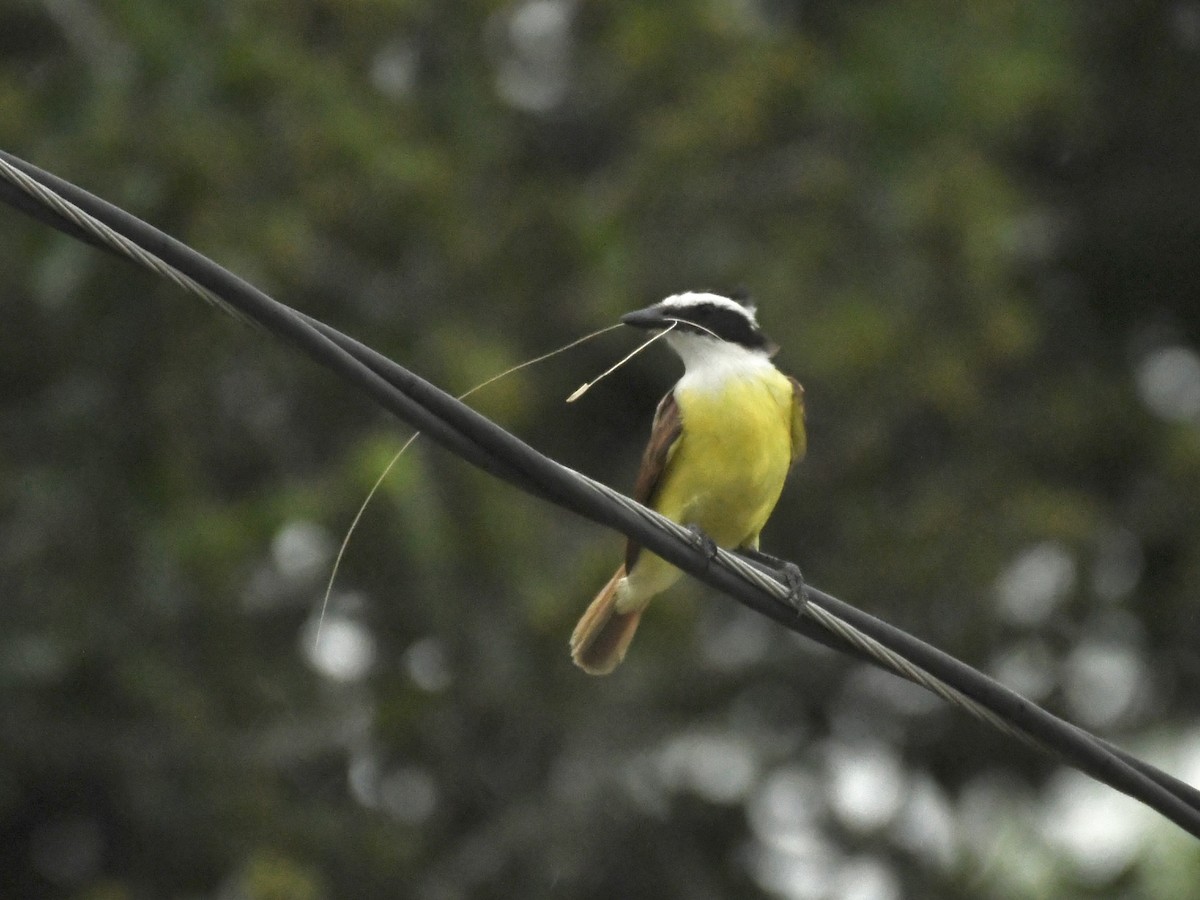 Great Kiskadee - ML618591347