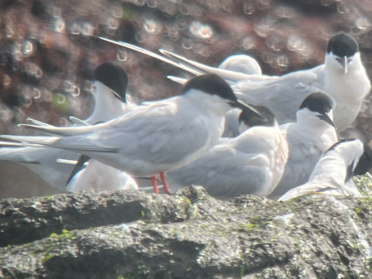 Roseate Tern - Paul  McPartland