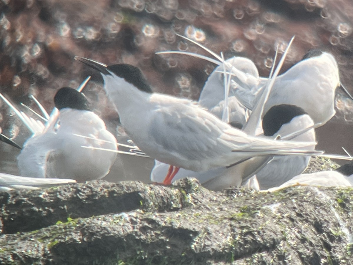 Roseate Tern - Paul  McPartland