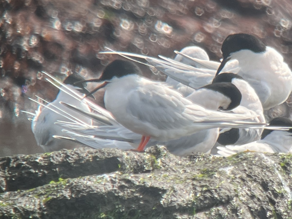 Roseate Tern - Paul  McPartland