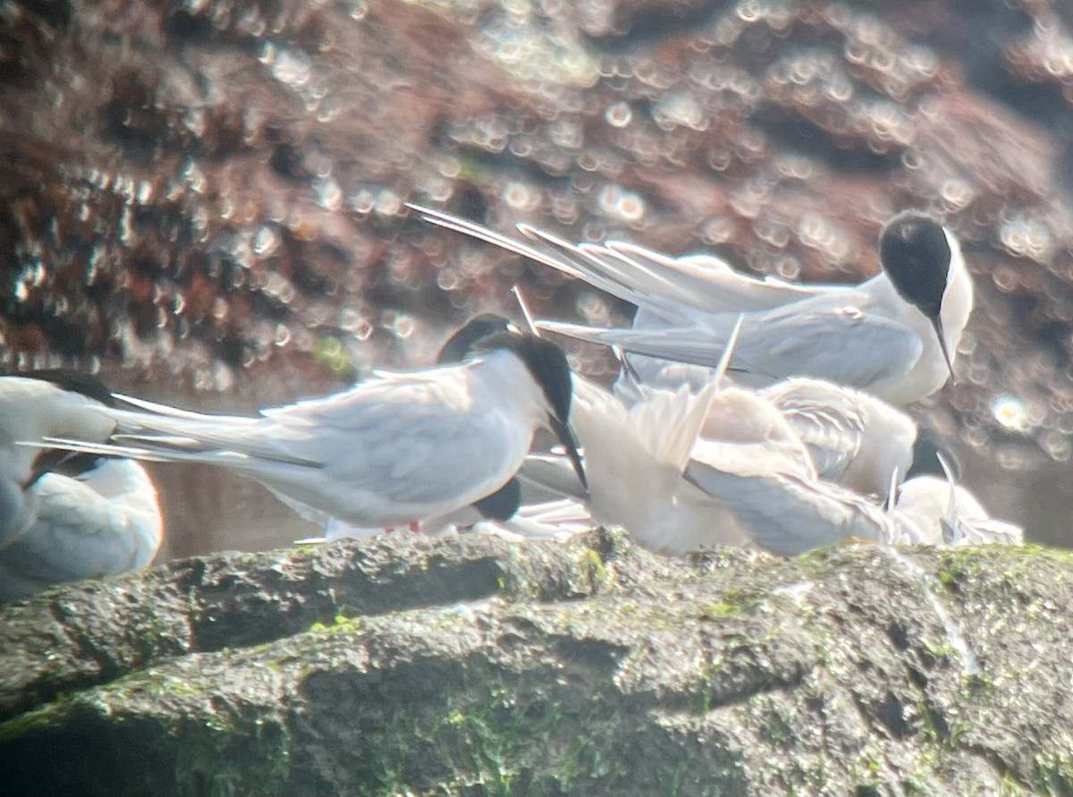 Roseate Tern - Paul  McPartland