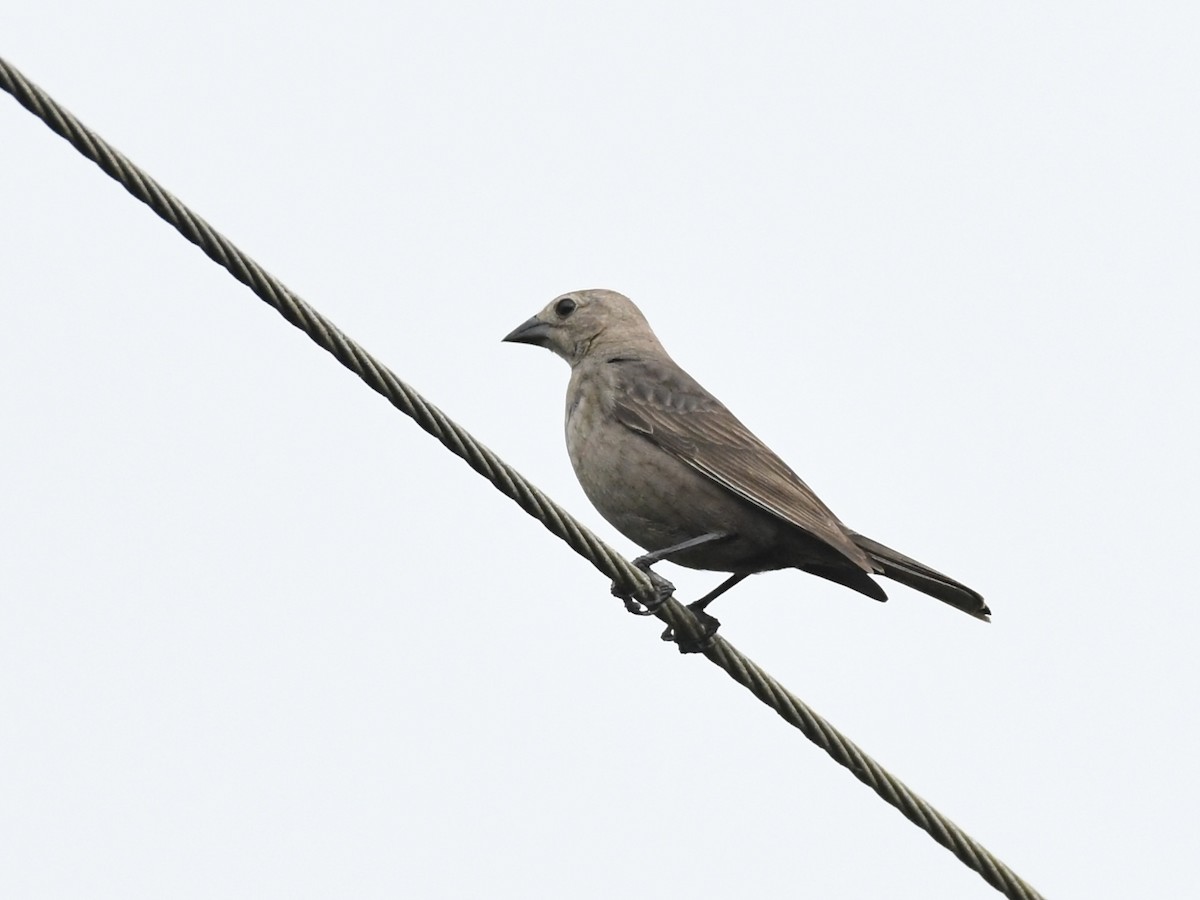 Brown-headed Cowbird - ML618591388