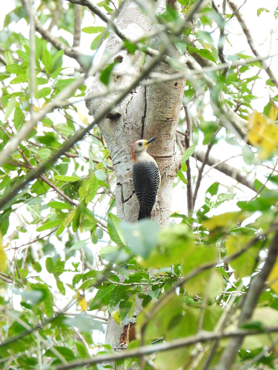 Yucatan Woodpecker - Angel Castillo Birdwatching Guide