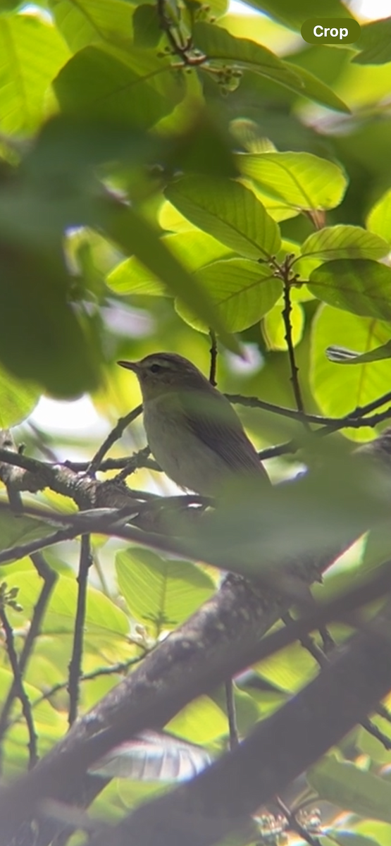 Western Warbling Vireo - ML618591395