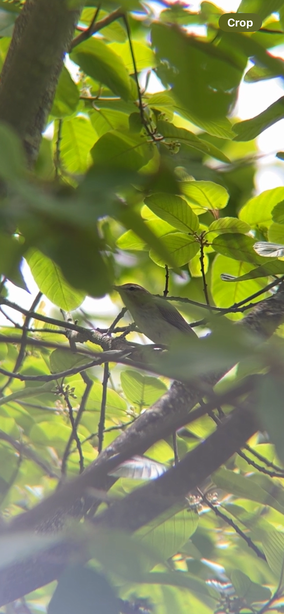 Western Warbling Vireo - ML618591396