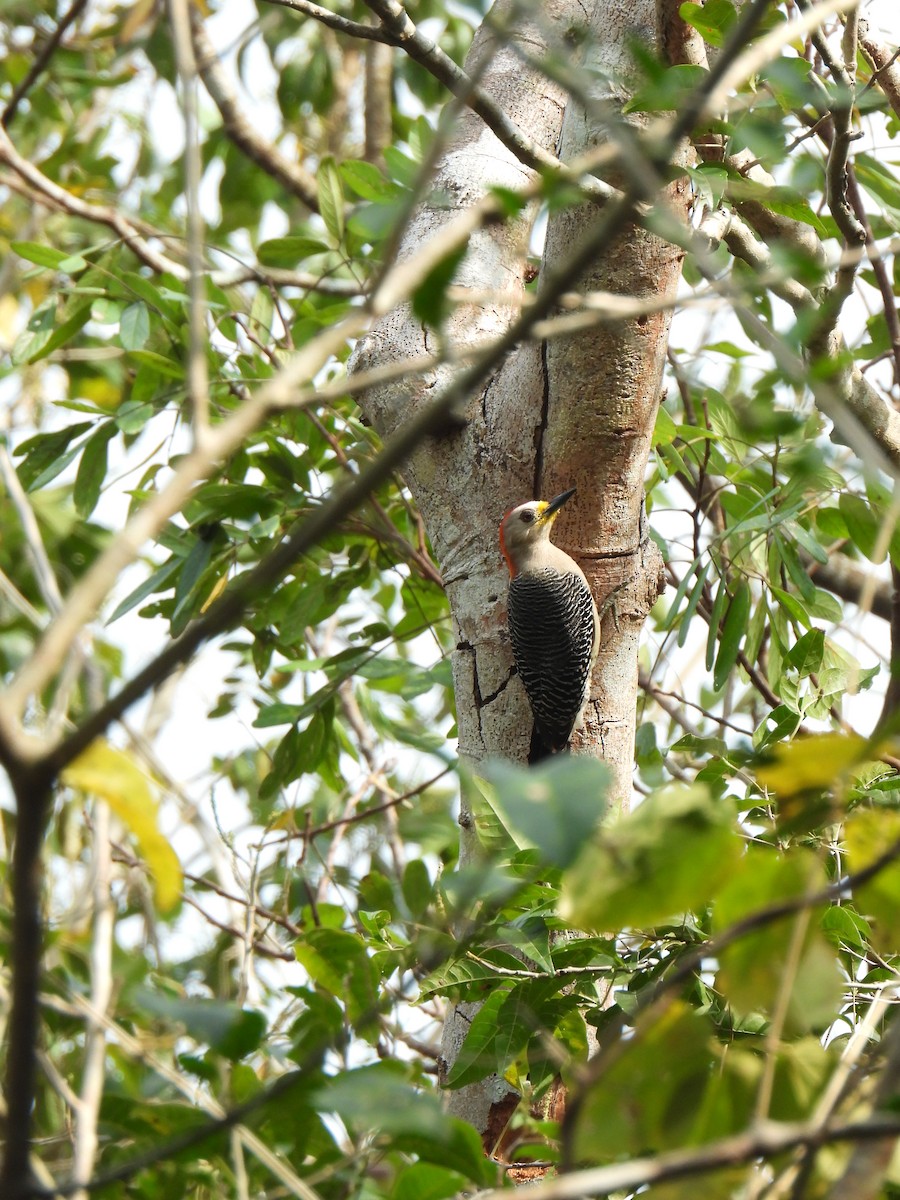 Yucatan Woodpecker - Angel Castillo Birdwatching Guide