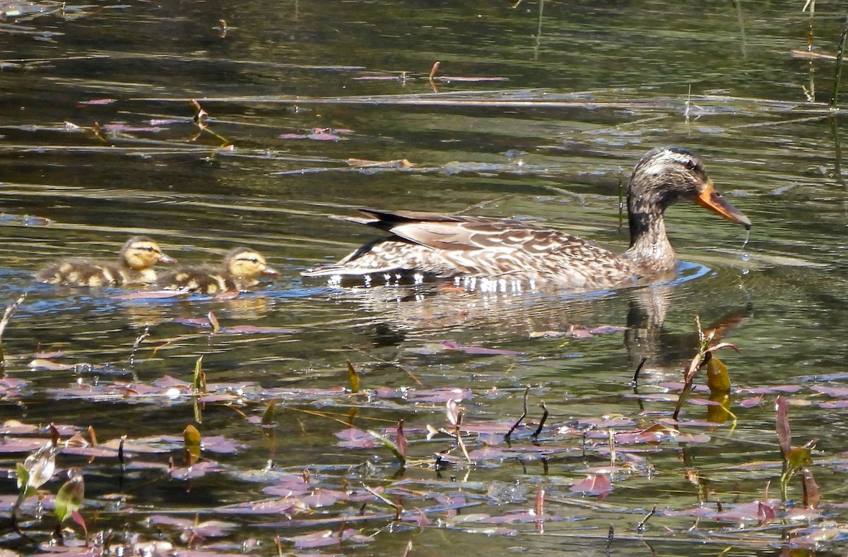 Mallard - Michelle Haglund