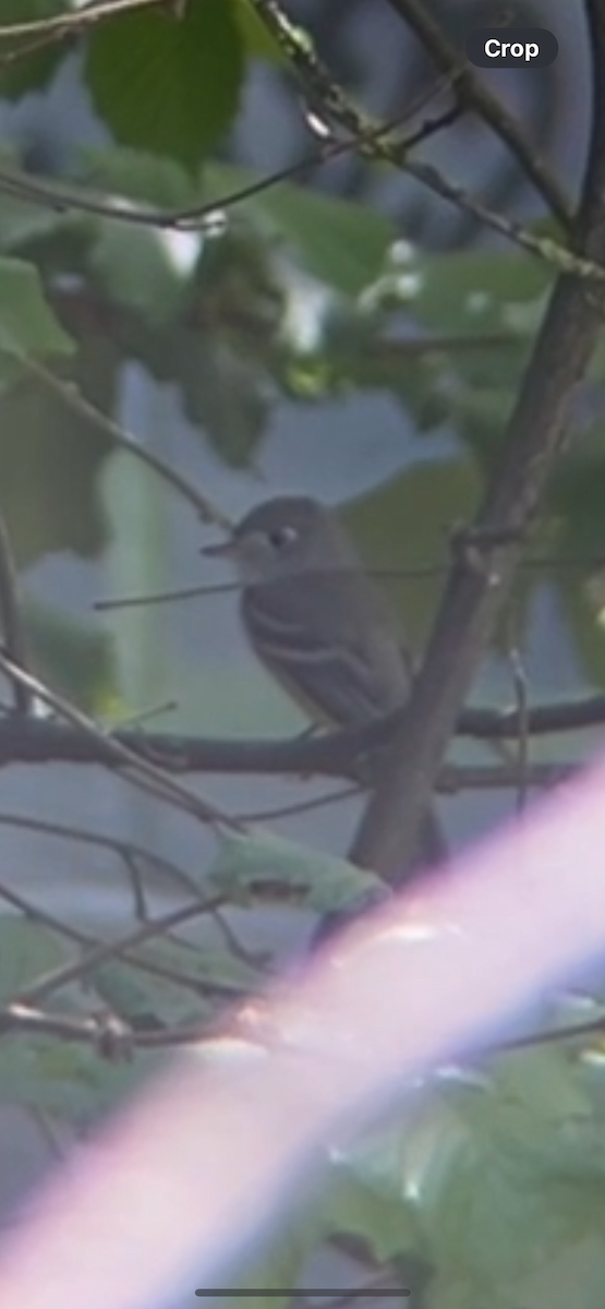 Dusky Flycatcher - ML618591414