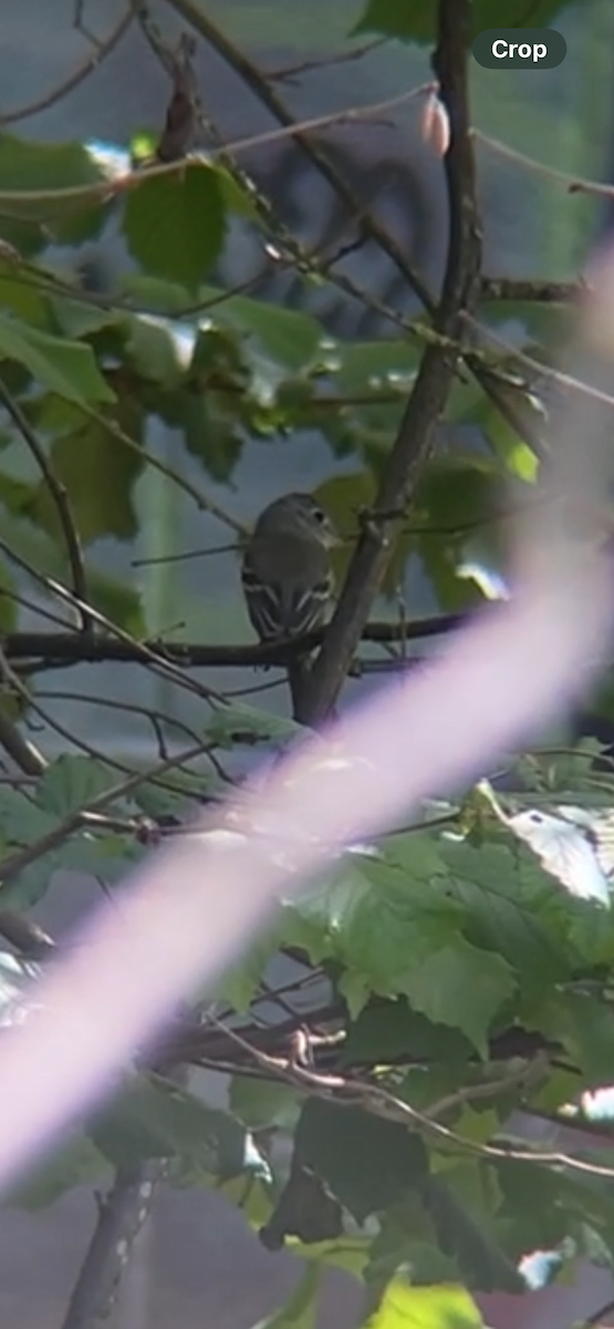 Dusky Flycatcher - ML618591415