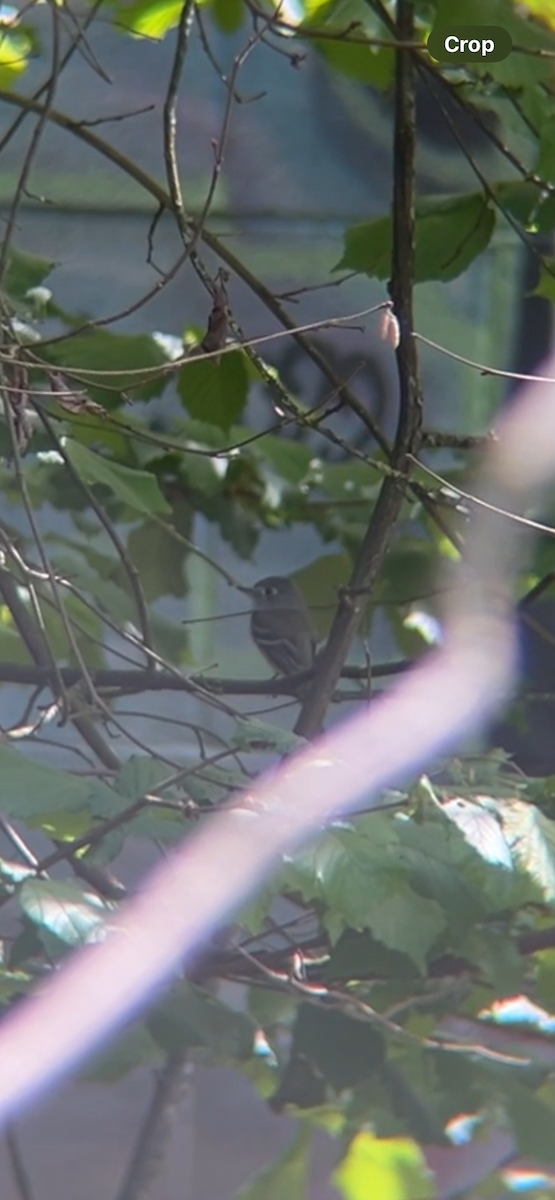 Dusky Flycatcher - ML618591416