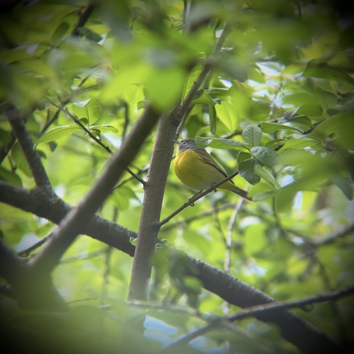 Nashville Warbler - ML618591436
