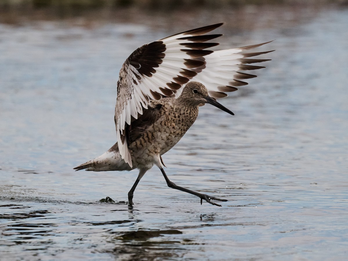 Willet - ML618591476