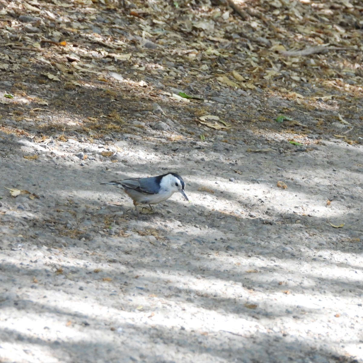 White-breasted Nuthatch - Sherry Meddick