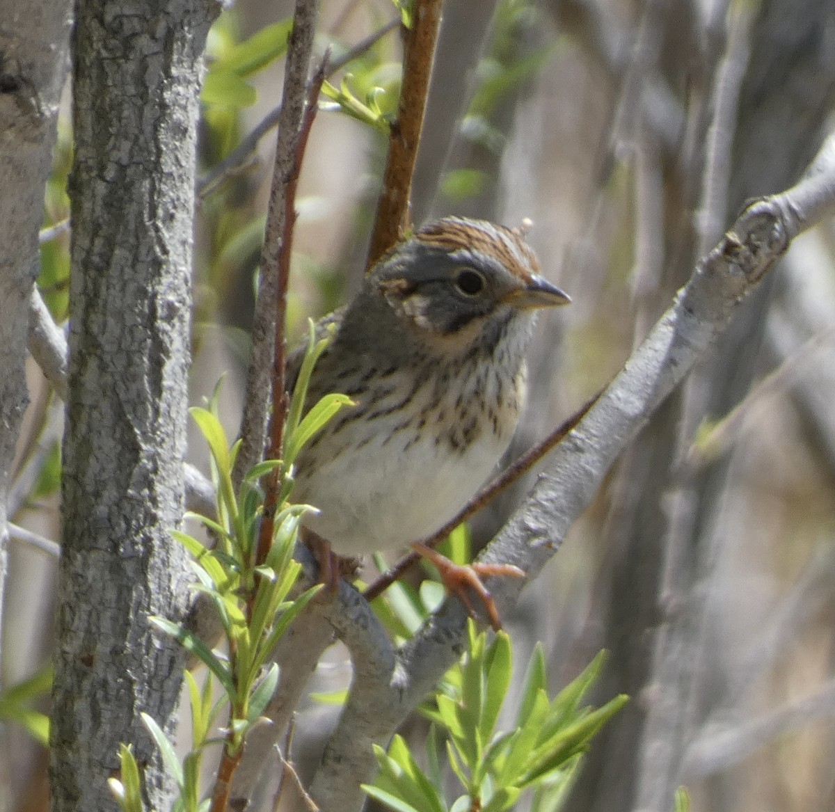 Lincoln's Sparrow - ML618591502