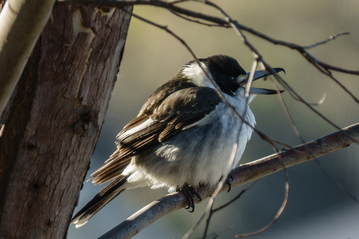 Gray Butcherbird - Cedric Bear