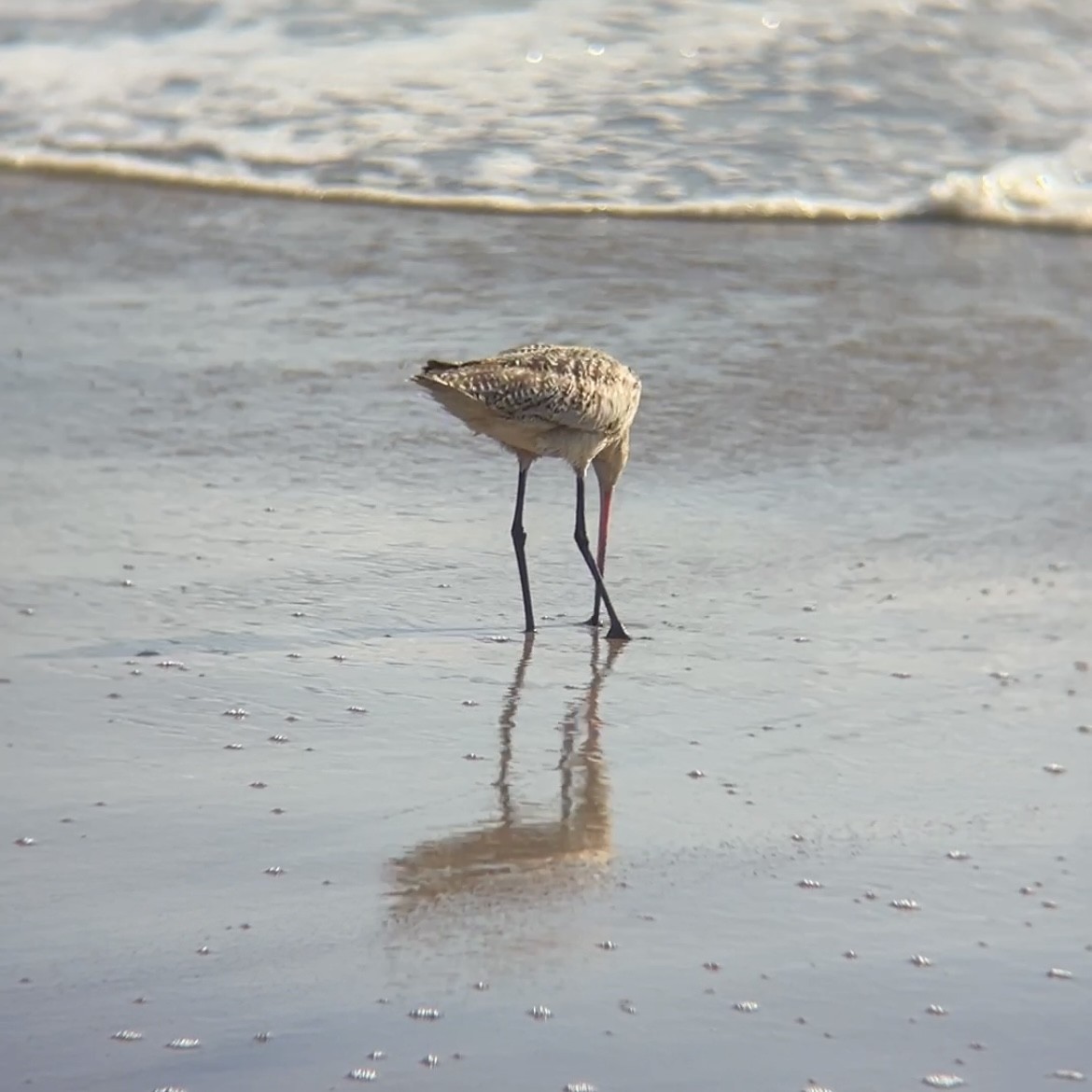 Marbled Godwit - ML618591532
