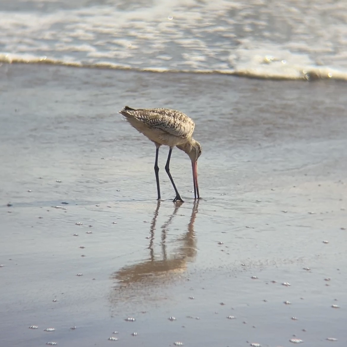 Marbled Godwit - ML618591533