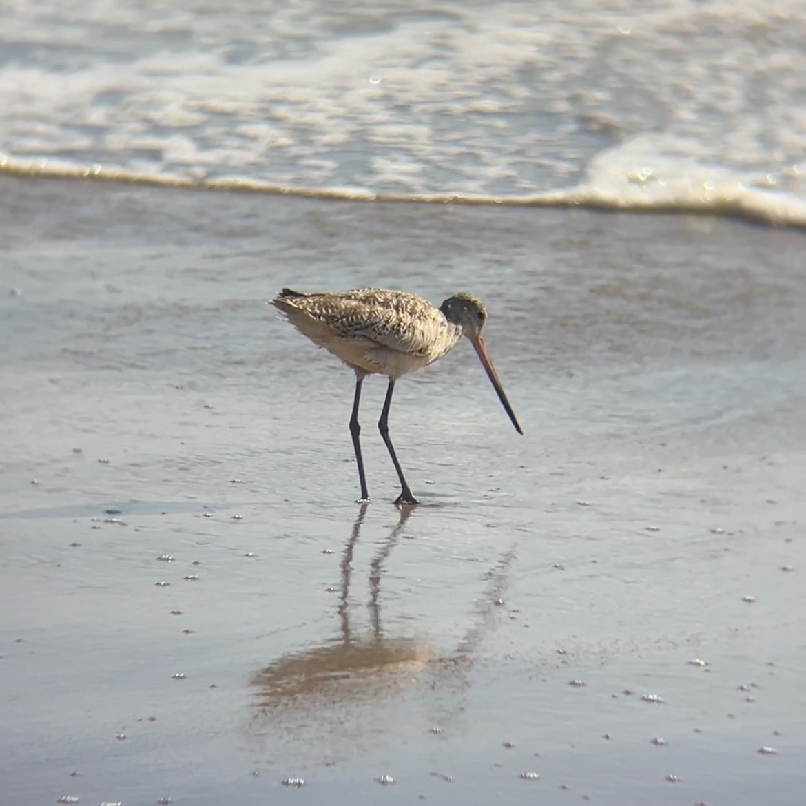 Marbled Godwit - ML618591534