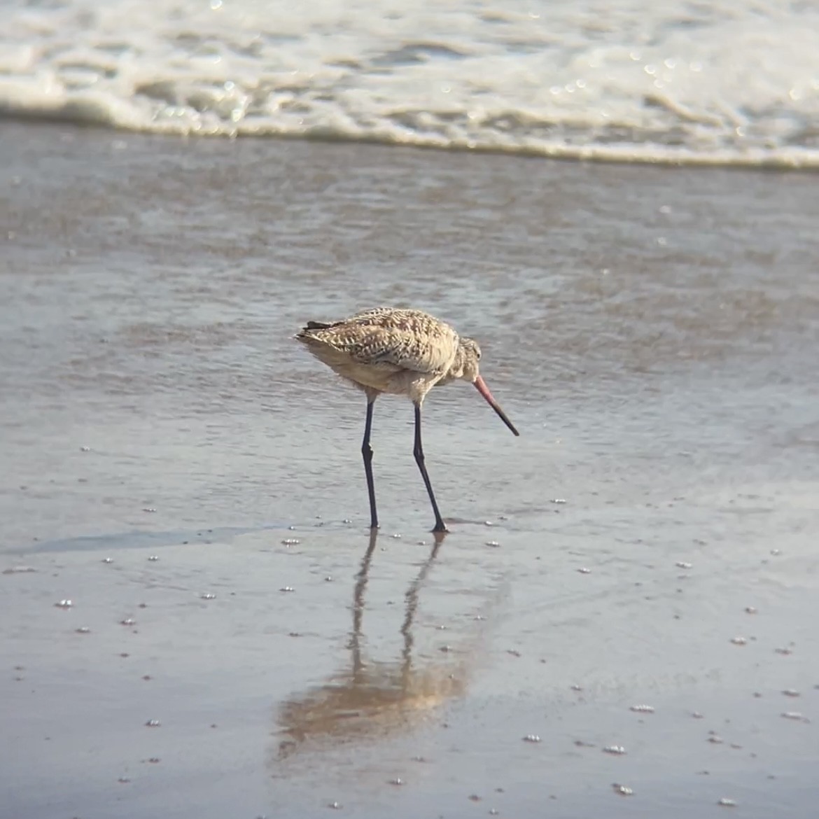 Marbled Godwit - ML618591535