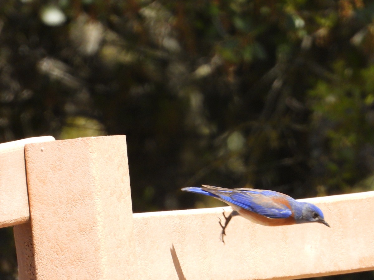 Western Bluebird - ML618591547