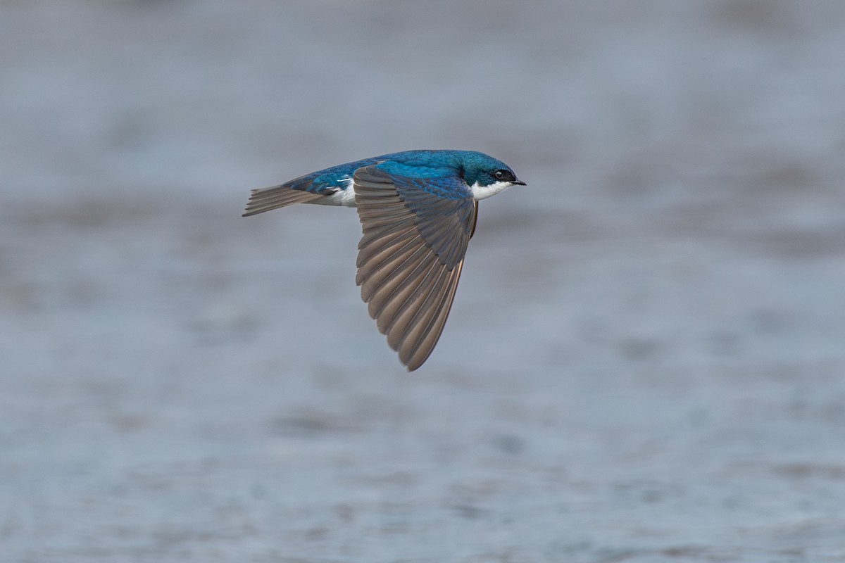 Golondrina Bicolor - ML618591552