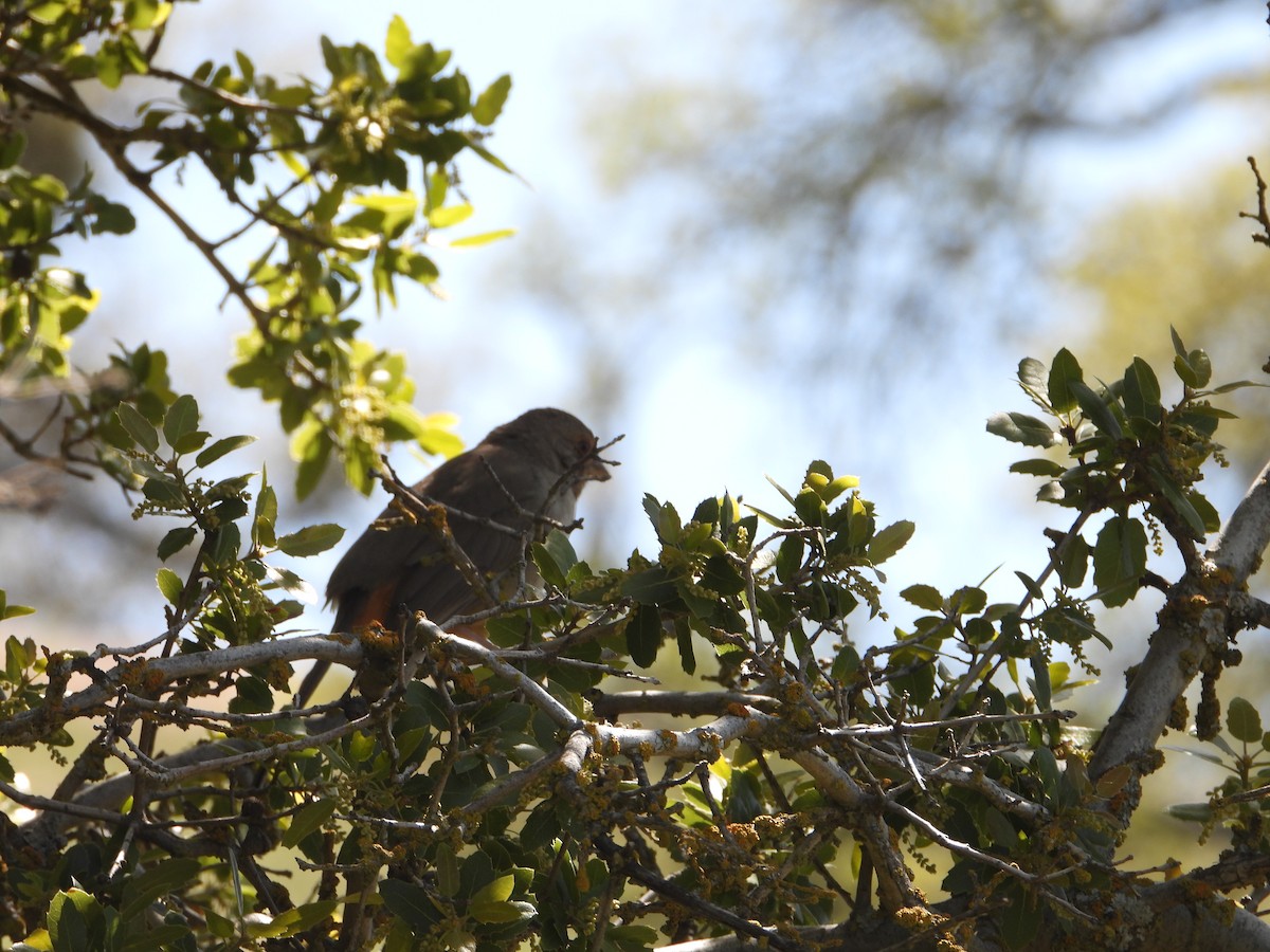 Western Bluebird - ML618591581