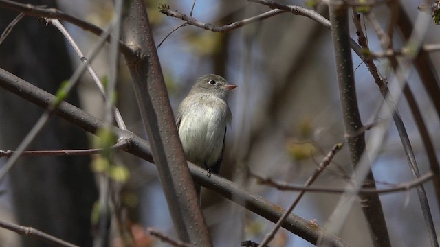 Moucherolle tchébec - ML618591599