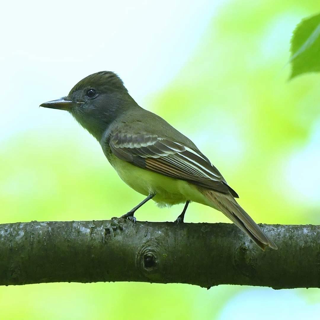 Great Crested Flycatcher - ML618591611