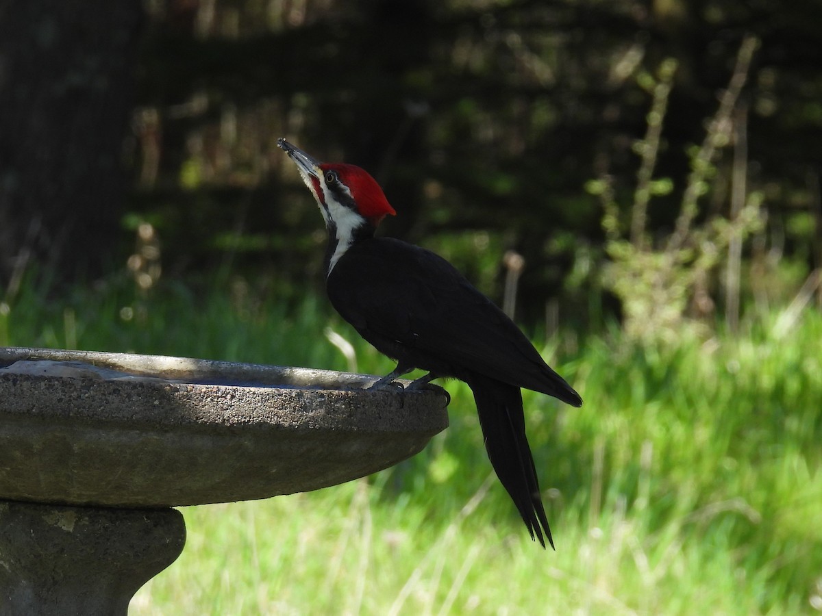 Pileated Woodpecker - ML618591613