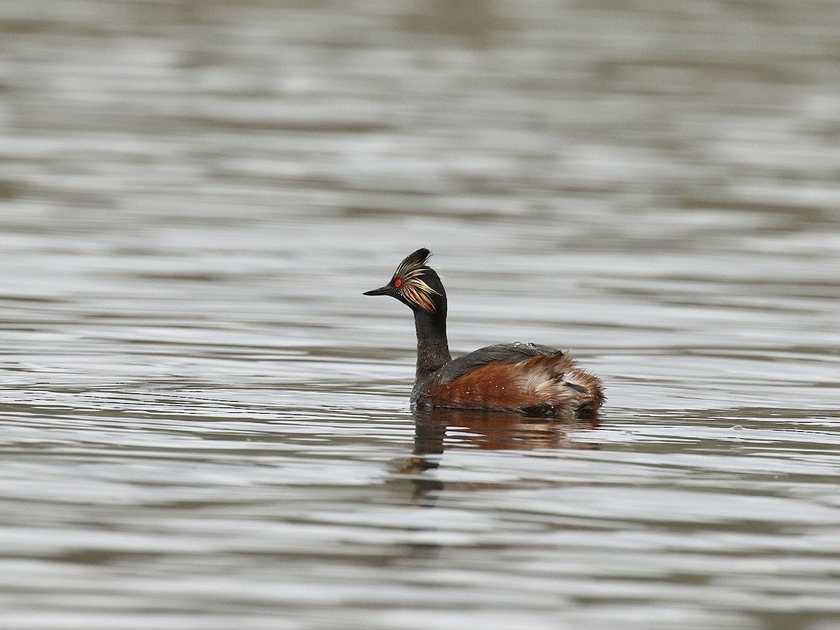 Eared Grebe - Russ Morgan