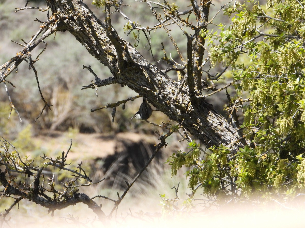 White-breasted Nuthatch - ML618591646