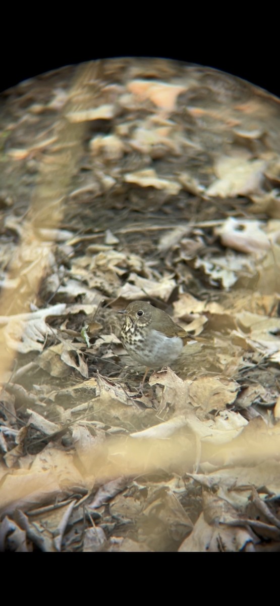 Hermit Thrush - ML618591648