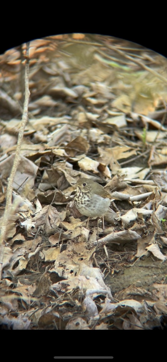 Hermit Thrush - ML618591649