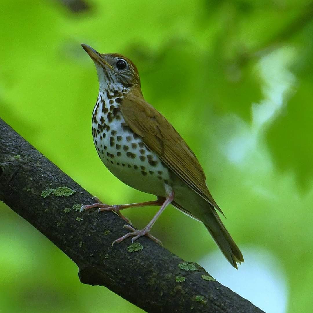 Wood Thrush - ML618591656