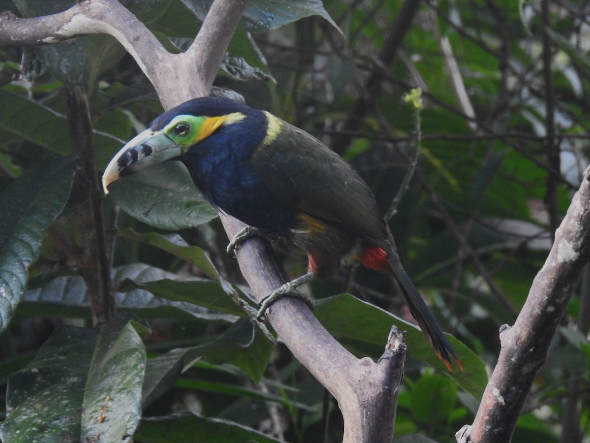 Toucanet à bec tacheté - ML618591663