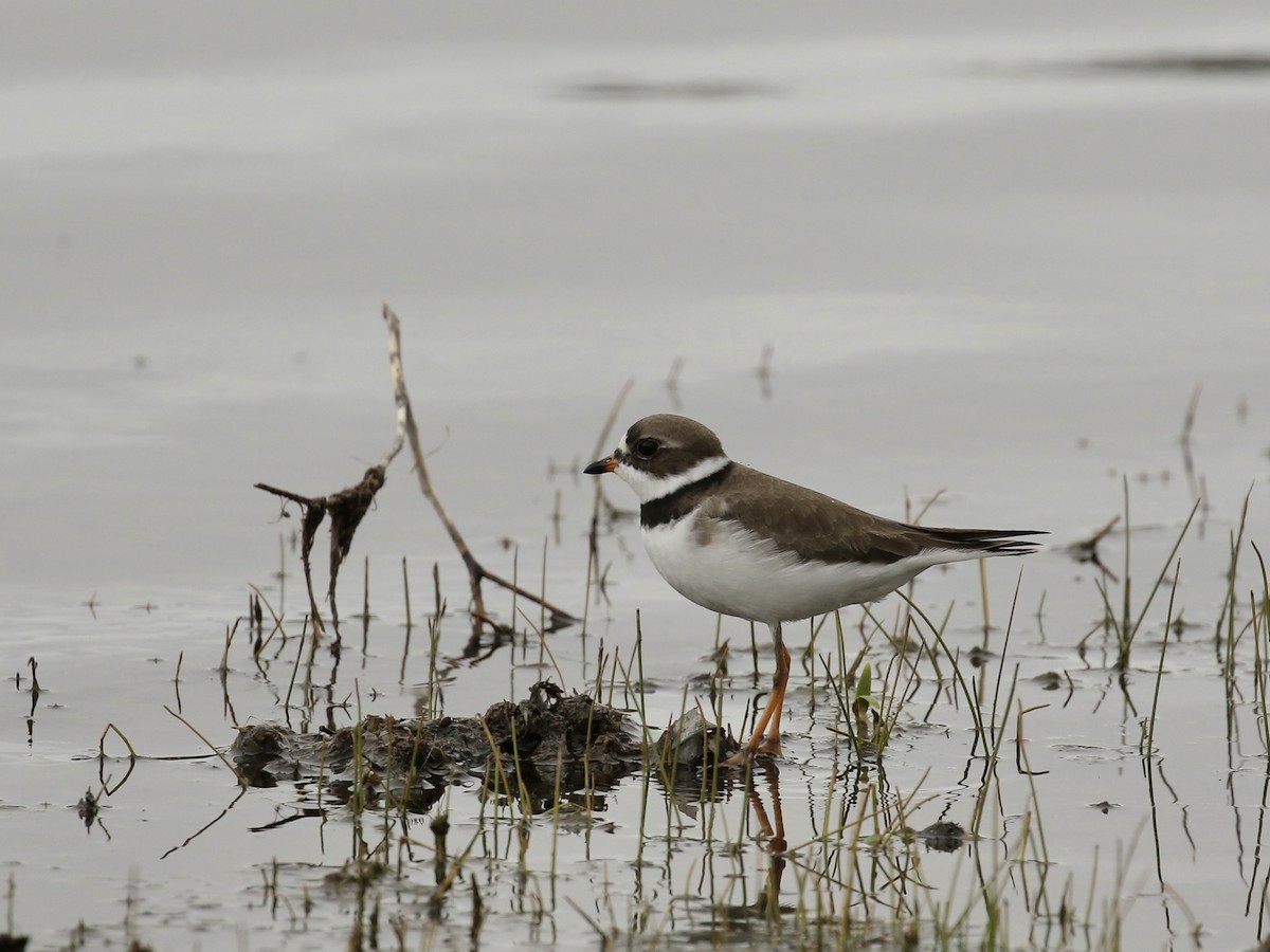 Semipalmated Plover - Russ Morgan