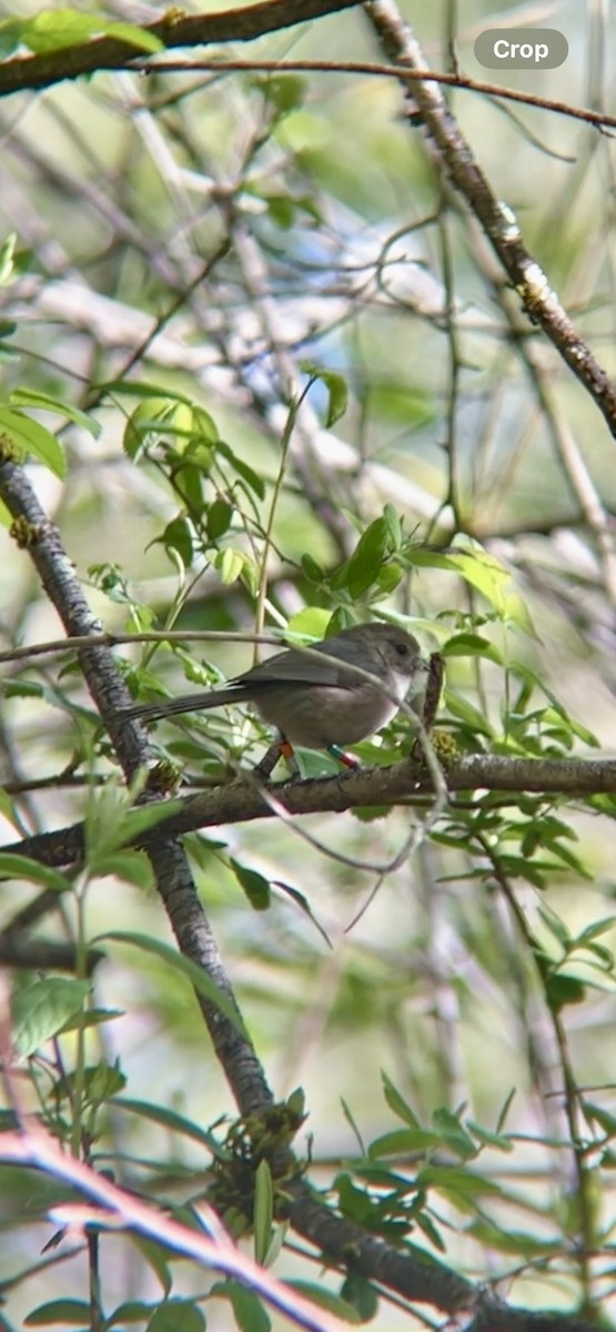 Bushtit - ML618591685