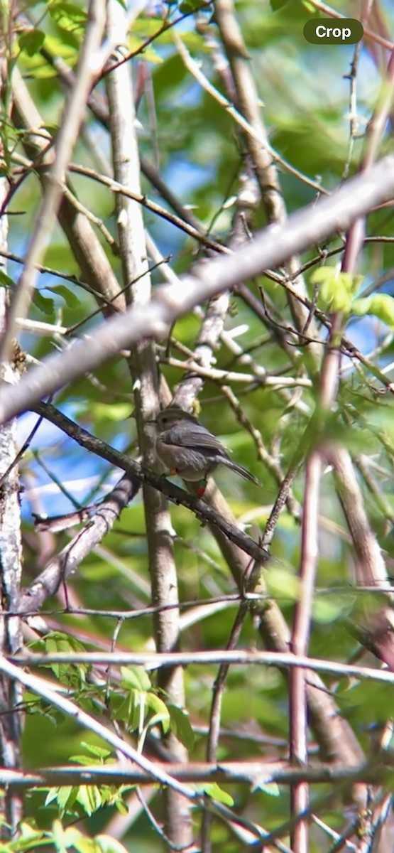 Bushtit - ML618591686