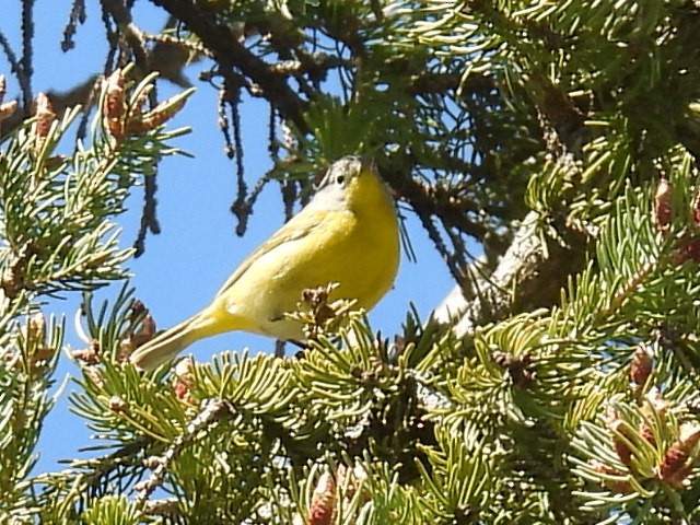 Nashville Warbler - ML618591694