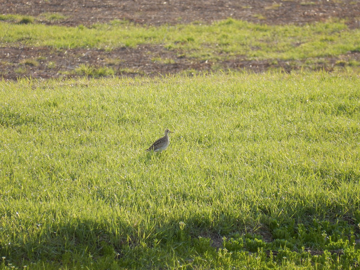 Upland Sandpiper - Luc Blanchette